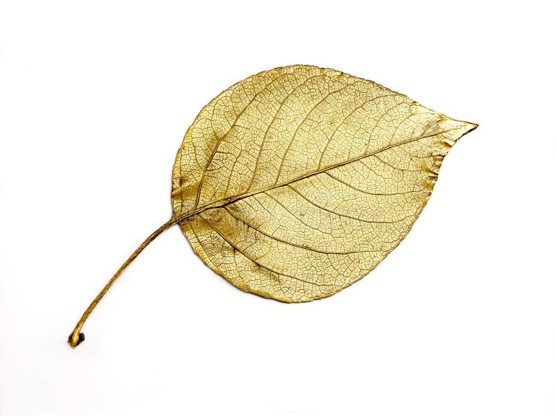 Goldenes Blatt Stockfoto Bild Von Blatt Gold Baum Luxus