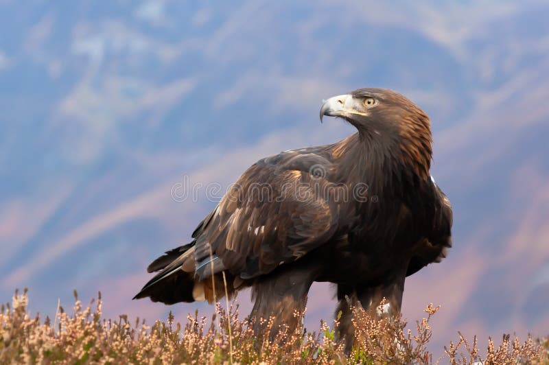 Golden Eagle (Aquila chrysaetos) amongst the heather in the Scottish Highlands. Golden Eagle (Aquila chrysaetos) amongst the heather in the Scottish Highlands