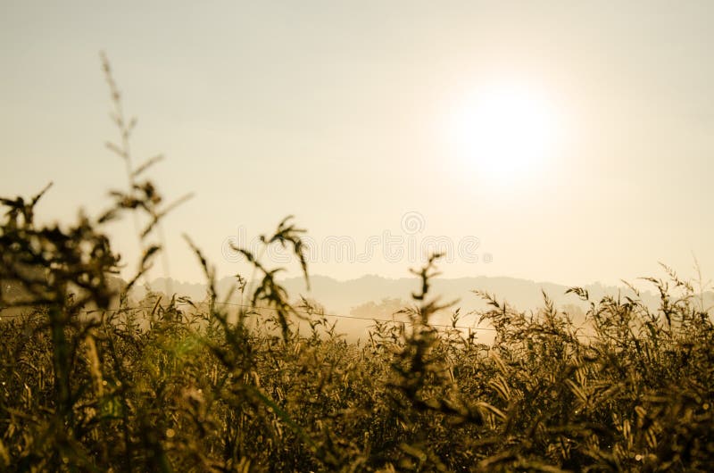 Goldenes Feld in der Morgensonne