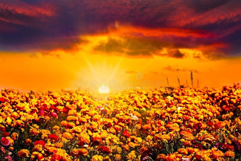 Goldenes orange blaues Sonnenuntergang Ranunculus-Blumen-Feld lizenzfreies stockfoto Goldenes orange blaues Sonnenuntergang Ranunculus-Blumen-Feld lizenzfreies stockfoto