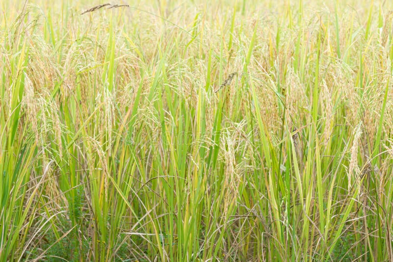 Goldenes Paddyfeld lizenzfreie stockfotos Goldenes Paddyfeld lizenzfreie stockfotos