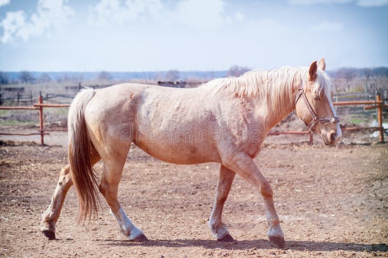 Goldenes Pferd lizenzfreie stockfotos Goldenes Pferd lizenzfreie stockfotos