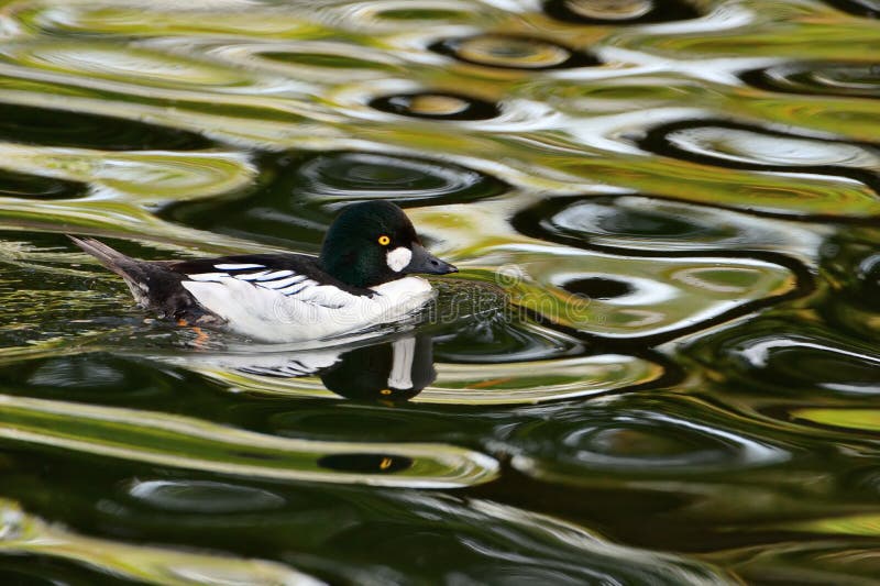 Goldeneye drake, swimming on rippling water