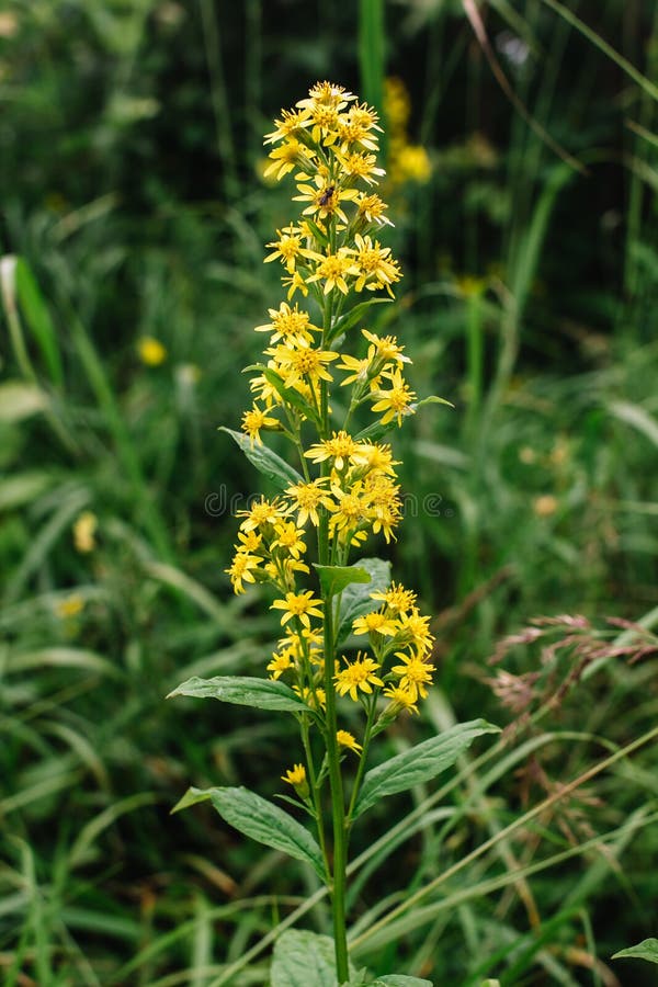 Goldengende or Solodago virgaurea. A fly sits on a flower Goldenrod is used to reduce pain and swelling, as a diuretic, to