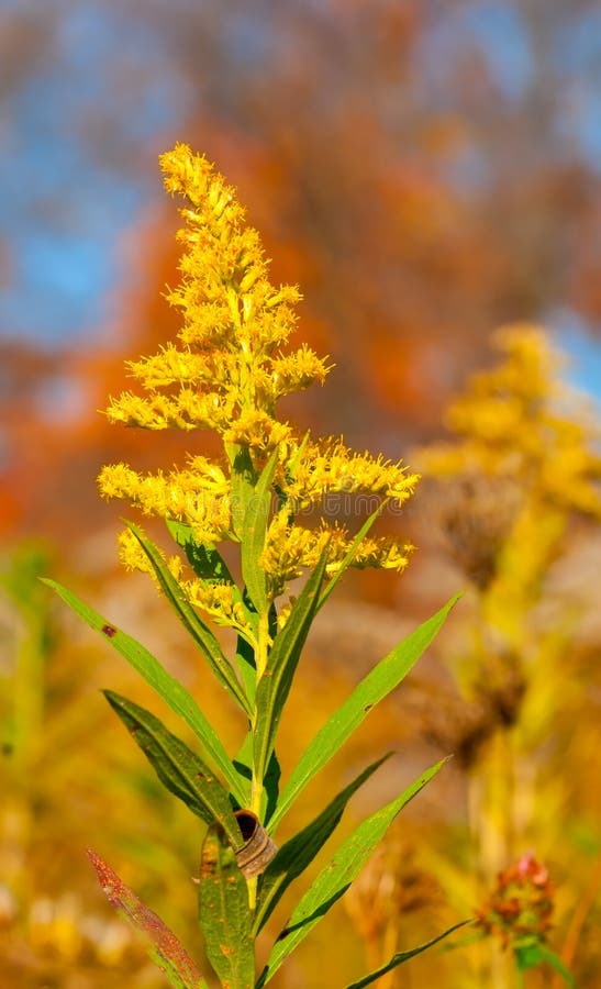 Goldenrod stock photo. Image of closeup, stalk, ohio 28996904