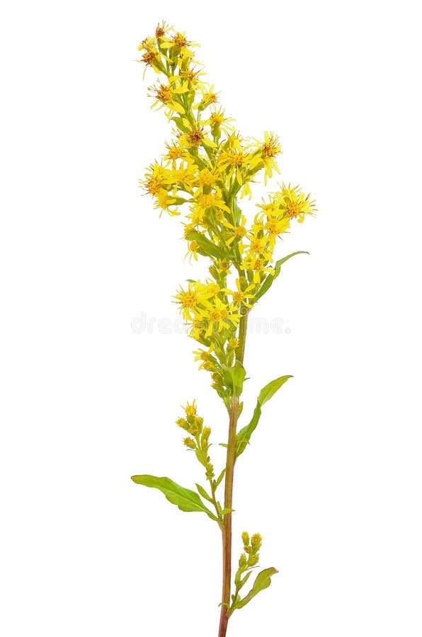 Goldenrod blomma (för Solidagovirgaurea) arkivfoto Goldenrod blomma (för Solidagovirgaurea) arkivfoto