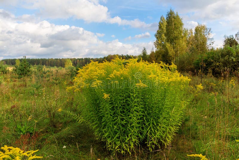 Goldenrod Meadow stock photo. Image of michigan, fall 6325854
