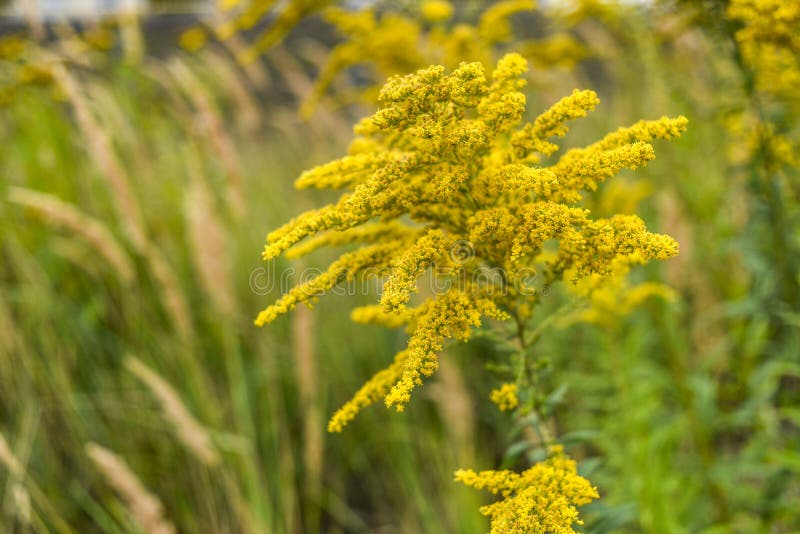 Goldenrod Blooming in Summer on the Meadow. Stock Image Image of
