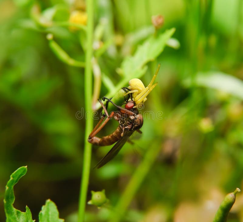Goldenrod crab spider attacked assassin flies stock images Goldenrod crab spider attacked assassin flies stock images