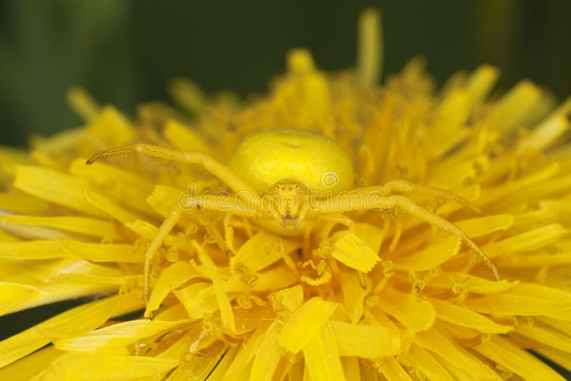 Goldenrod crab spider on dandelion