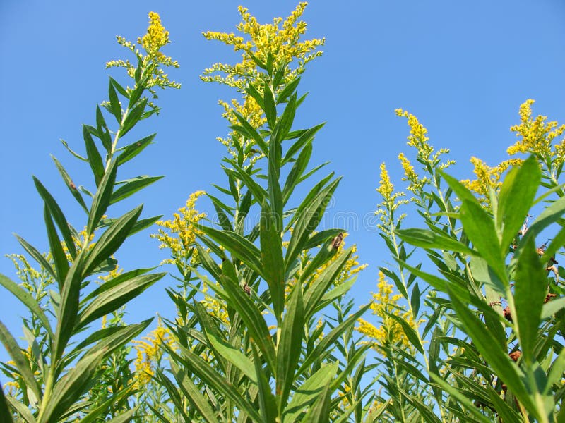 Goldenrod Field Scene stock photography Goldenrod Field Scene stock photography