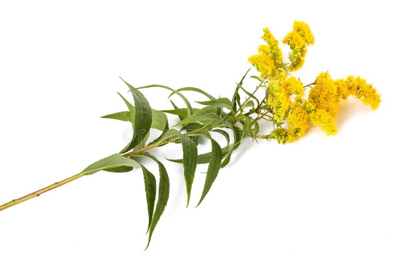 270 Flowers Tall Goldenrod Stock Photos Free & RoyaltyFree Stock