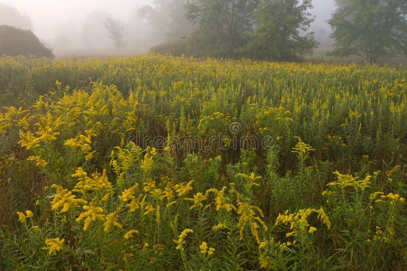 Goldenrod Meadow stock photo. Image of nature, weeds, scenic 6325854