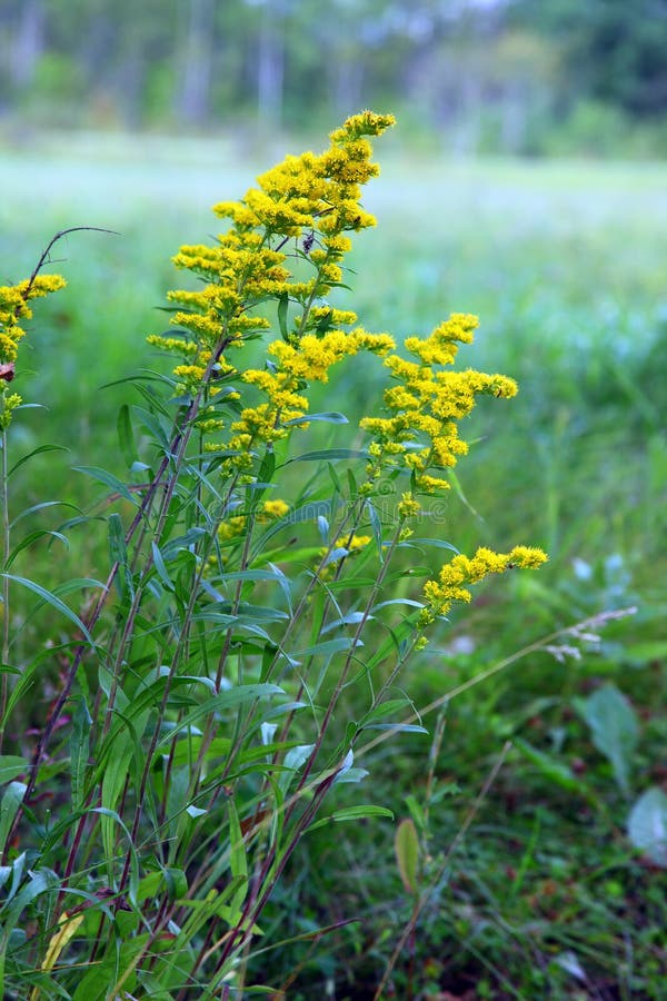 Goldenrod na flor imagens de stock Goldenrod na flor imagens de stock