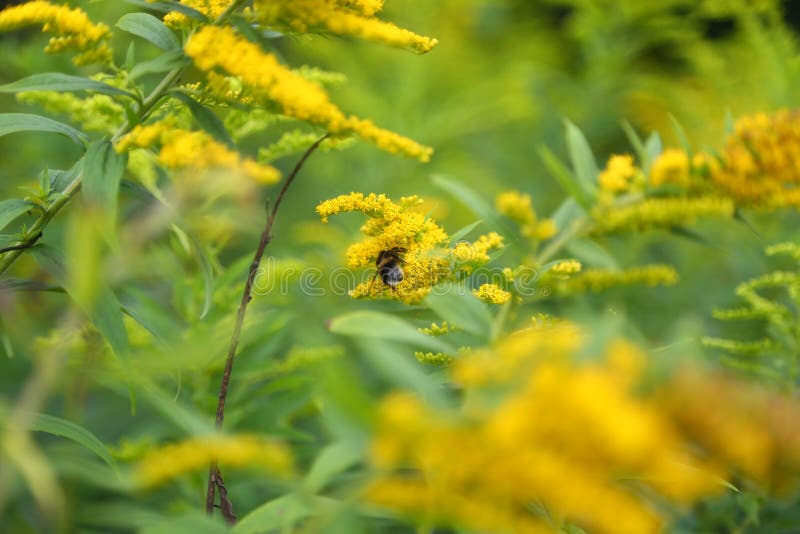 Goldenrod plant (Solidago canadensis) with bee