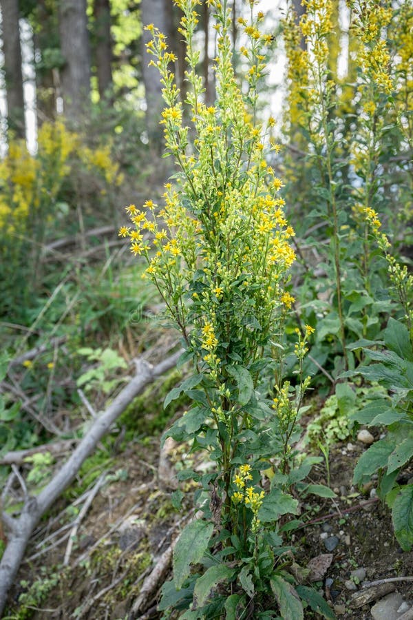 Goldenrod stock image. Image of goldenrod, herbal, nature 101915907