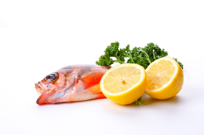 Goldeye rockfish stock image. Image of healthy, copy 23516525