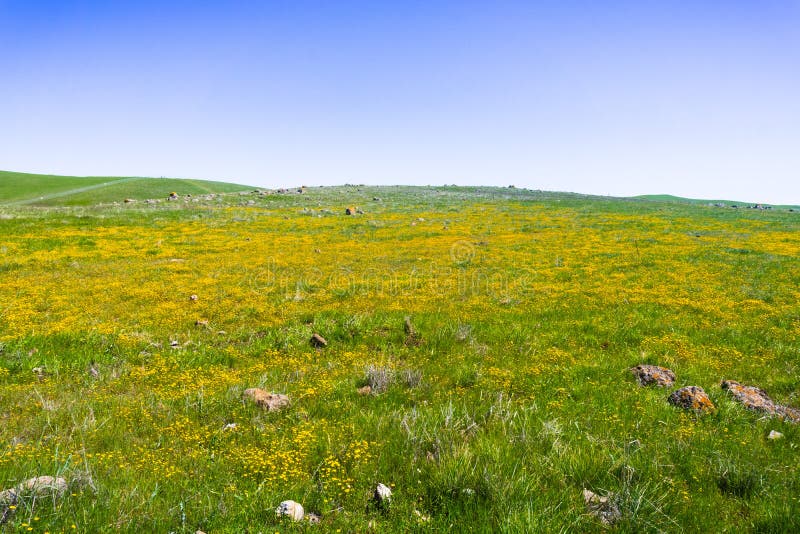 Goldfield wildflowers kwitnie na serpentyny ziemi w południowym San Francisco zatoki terenie, San Jose, Kalifornia fotografia stock Goldfield wildflowers kwitnie na serpentyny ziemi w południowym San Francisco zatoki terenie, San Jose, Kalifornia fotografia stock