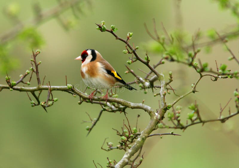 The Goldfinch