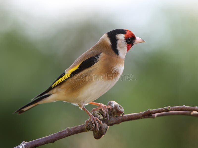 Goldfinch