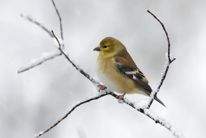 Goldfinch on branch in snow storm. Goldfinch on branch in snow storm