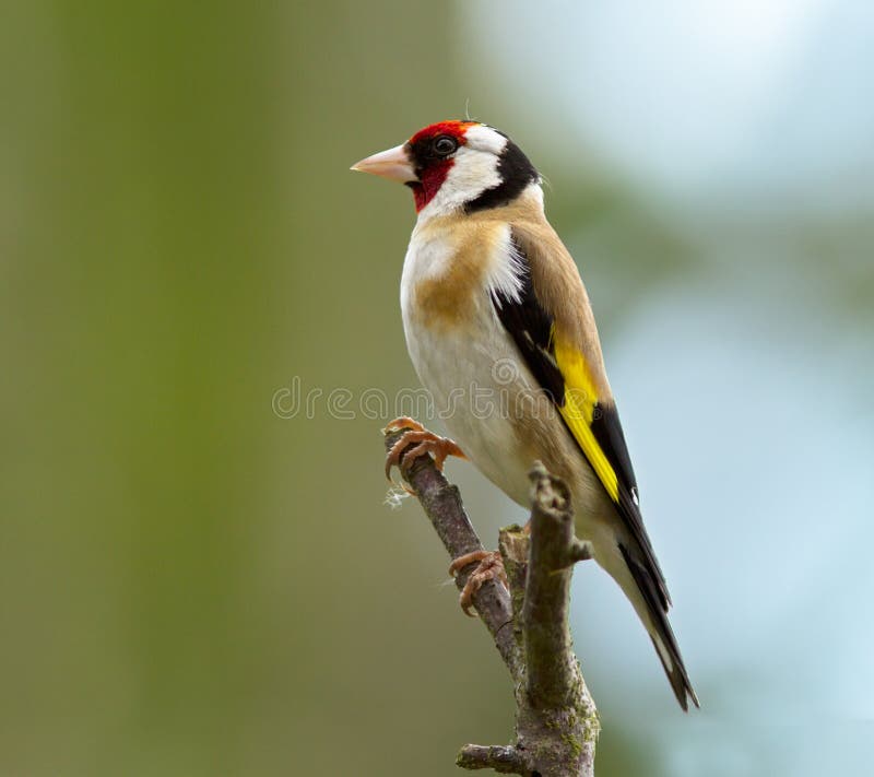 Goldfinch perching on a branch