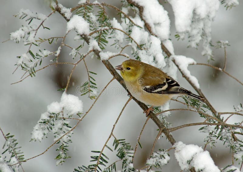 Goldfinch americano na neve do inverno foto de stock royalty free Goldfinch americano na neve do inverno foto de stock royalty free