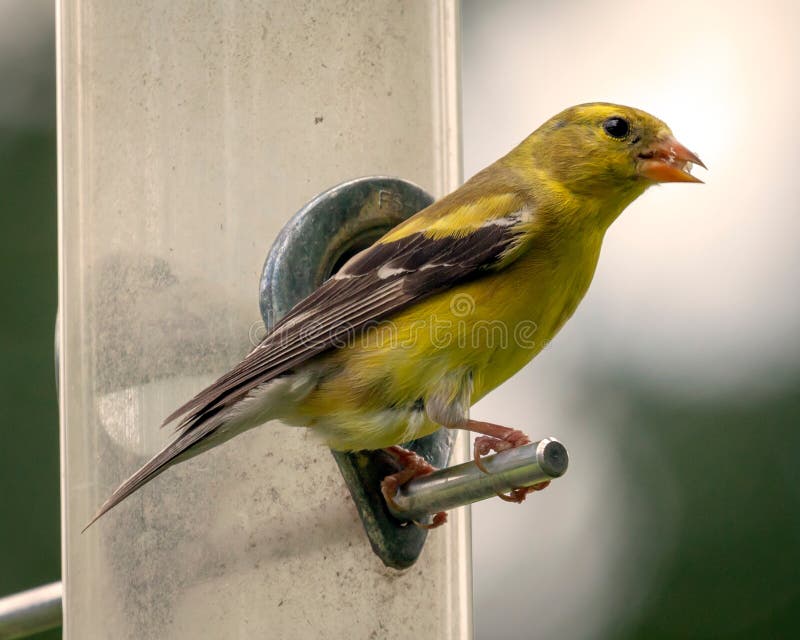 Goldfinch américain sur le câble d'alimentation image stock Goldfinch américain sur le câble d'alimentation image stock