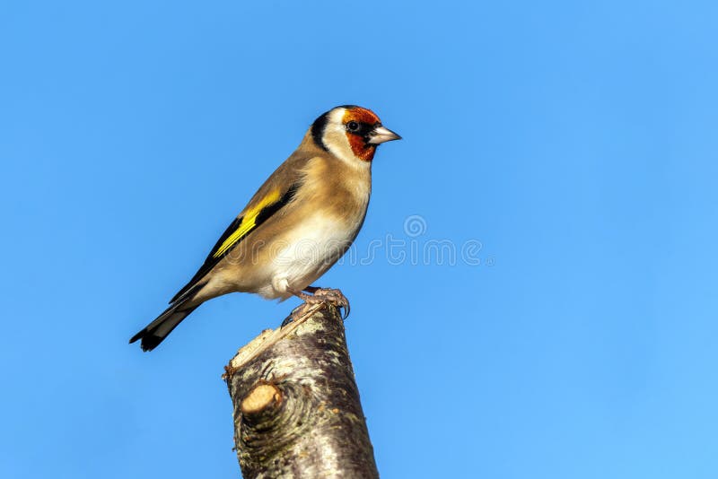 Hunting Bird Caller TOP QUALITY SPECIAL SONGS EUROPEAN GOLDFINCH 