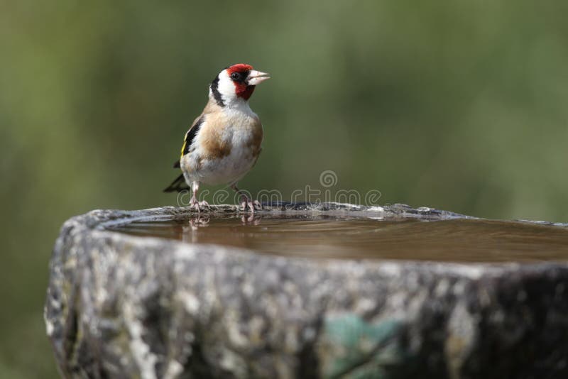 Goldfinch, Carduelis carduelis