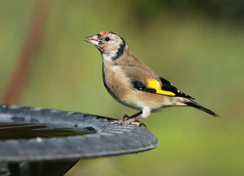 Goldfinch