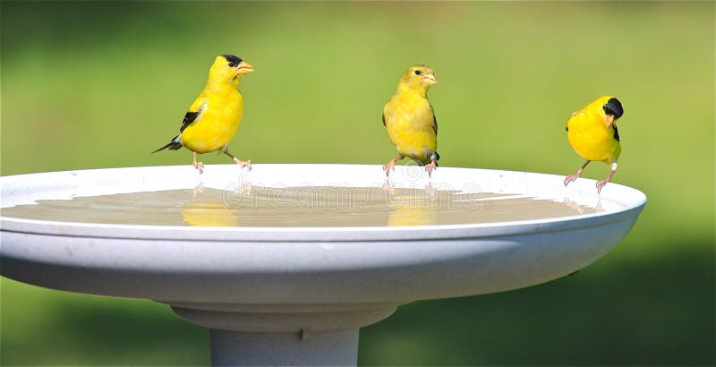 Goldfinch-Familien-Trinkwasser an einem Vogel-Bad