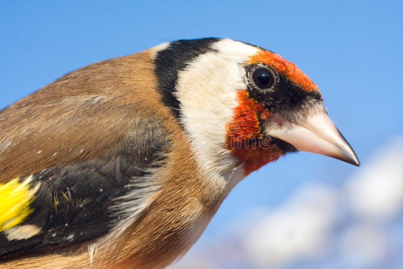 Goldfinch portrait close-up