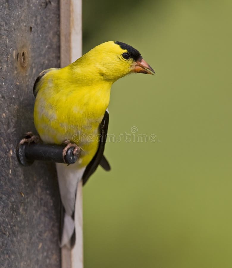 American Goldfinch wildlife prefer nyjer thistle backyard feeder in the early Spring. The brilliant yellow and black wild song bird is very aggressive for food. American Goldfinch wildlife prefer nyjer thistle backyard feeder in the early Spring. The brilliant yellow and black wild song bird is very aggressive for food.