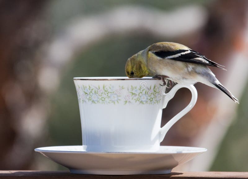 Goldfinch At Tea Time
