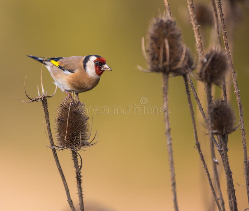Goldfinch on Thistle plant