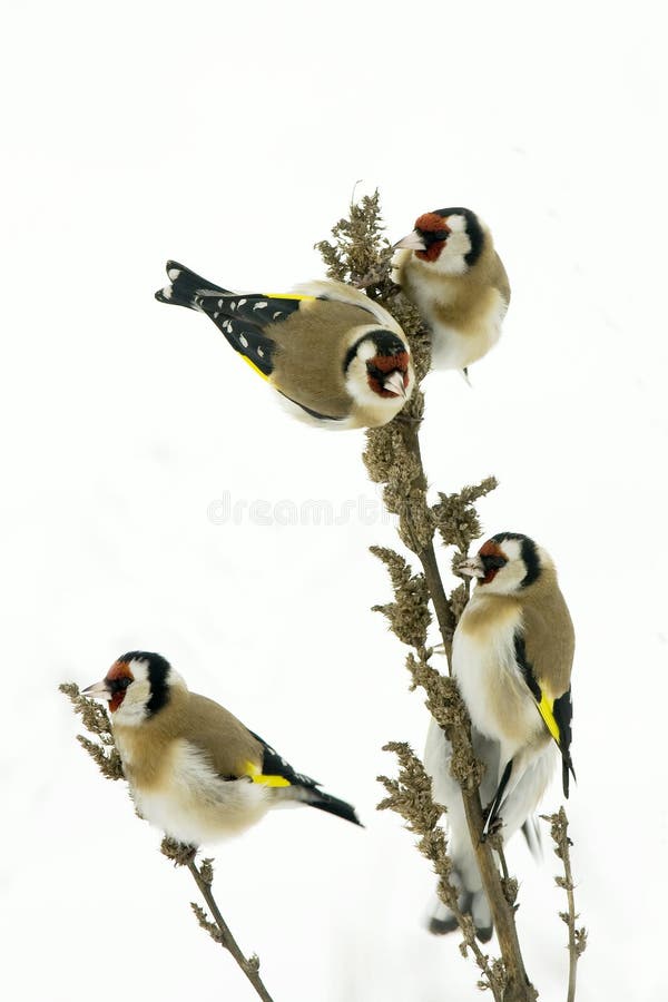 Goldfinches on a grey winters day