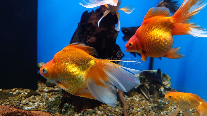 Aquarium mit leuchtend orangefarbenen Goldfischen mit doppelter Schwanzflosse stockbild