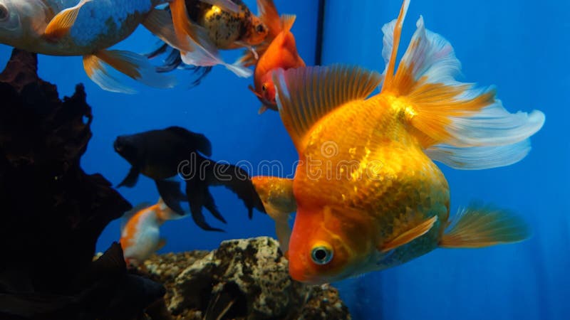 Goldfisch-Aquarium lizenzfreies stockfoto