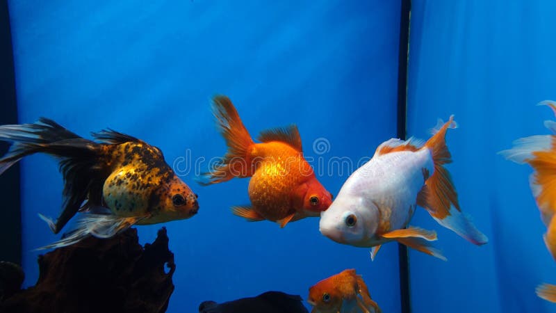 Goldfisch-Aquarium lizenzfreie stockfotos