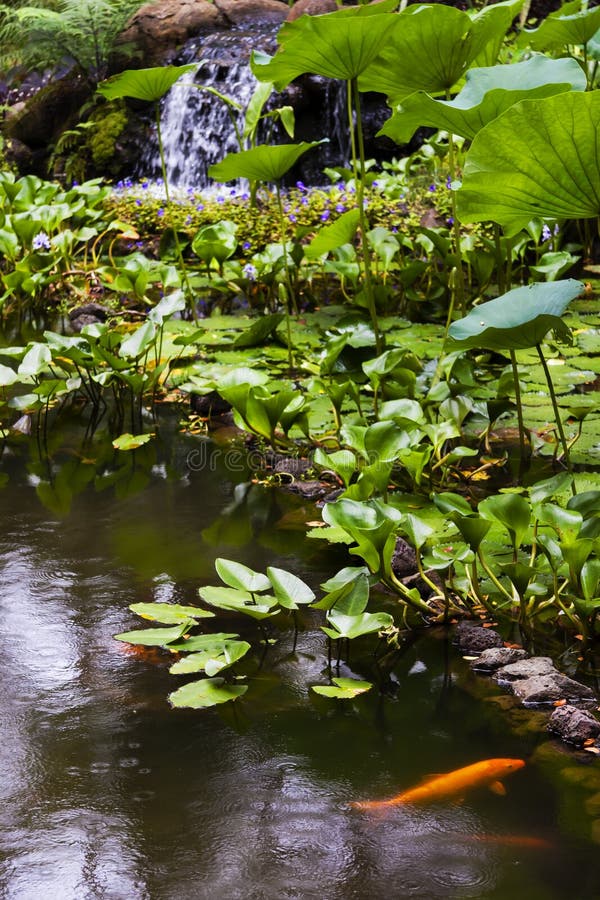 GoldfischTeich am Tropischen Botanischen Garten Hawaiis, Stockfoto