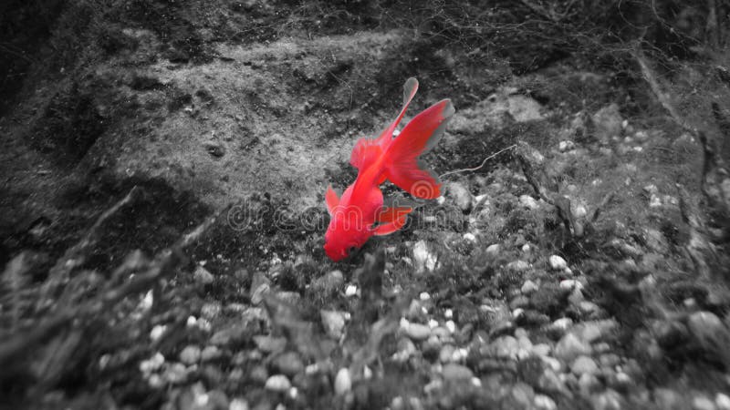 Goldfische mit weißem Rot des langen Flossenschwarzen stockfotografie Goldfische mit weißem Rot des langen Flossenschwarzen stockfotografie