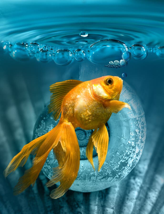 Goldfish in the blue water