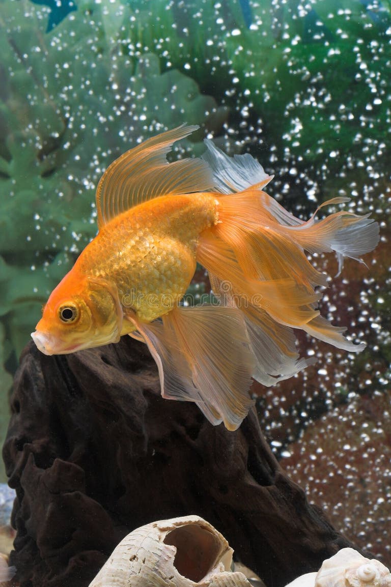 Oranda Red white - KoifishIndia Nishikigoi