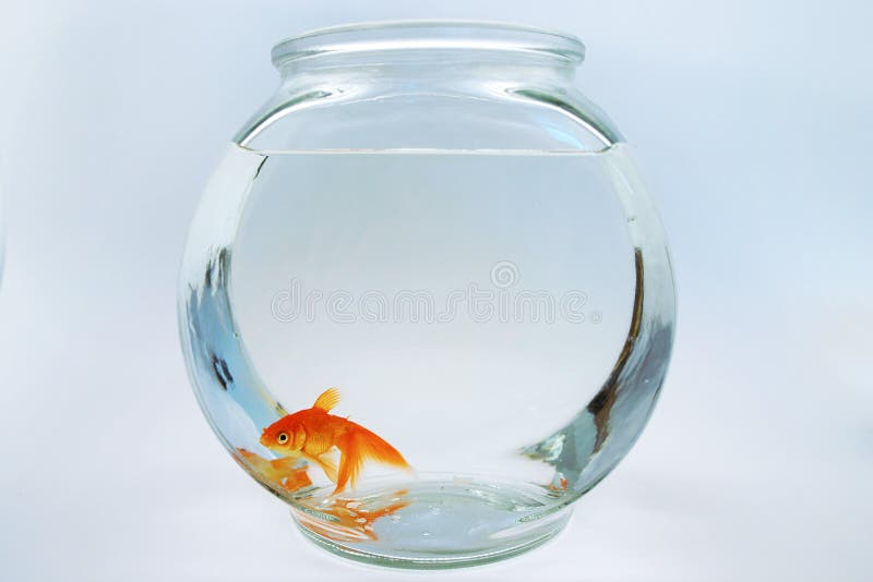 Goldfish