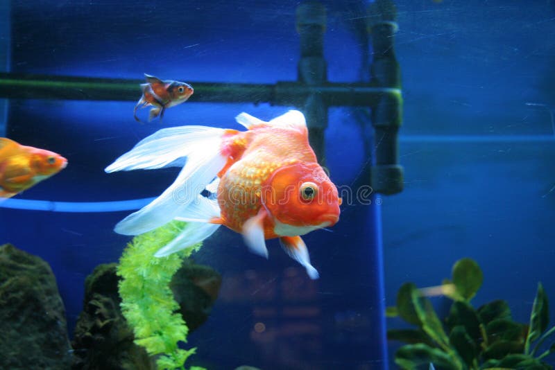 Download Goldfish στοκ εικόνες. εικόνα από ύδωρ, βιότοπος, κολυμβητής - 378906