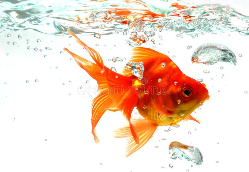 Goldfish stock image. Image of aquarium, active, animal 8794957