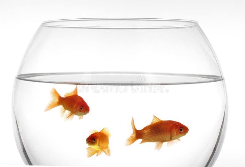 Goldfish in aquarium royalty free stock image
