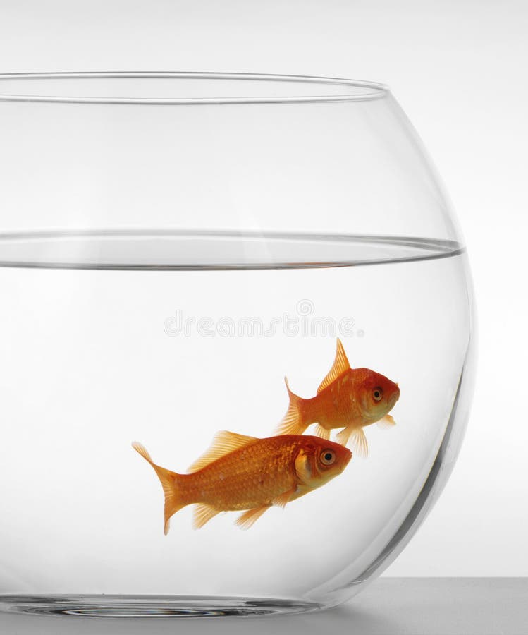 Goldfish in aquarium royalty free stock photo