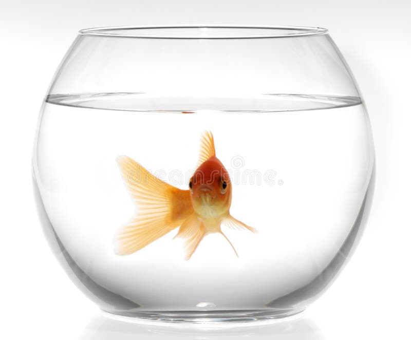 Goldfish in aquarium royalty free stock photos